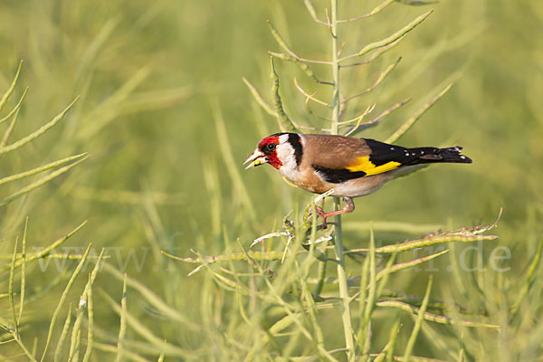 Stieglitz (Carduelis carduelis)