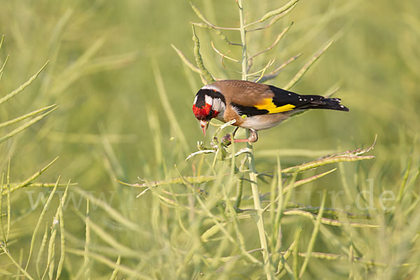 Stieglitz (Carduelis carduelis)