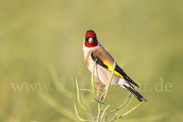 Stieglitz (Carduelis carduelis)