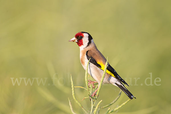 Stieglitz (Carduelis carduelis)