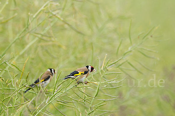 Stieglitz (Carduelis carduelis)