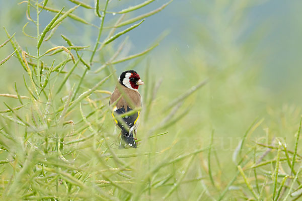 Stieglitz (Carduelis carduelis)