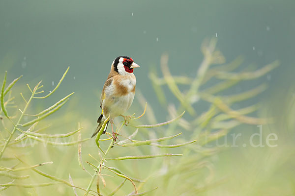 Stieglitz (Carduelis carduelis)