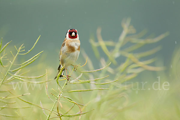 Stieglitz (Carduelis carduelis)