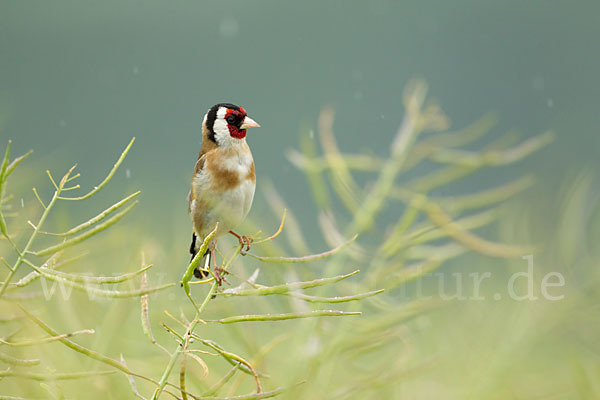 Stieglitz (Carduelis carduelis)