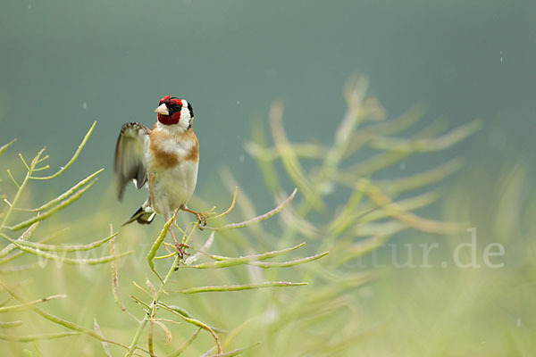 Stieglitz (Carduelis carduelis)