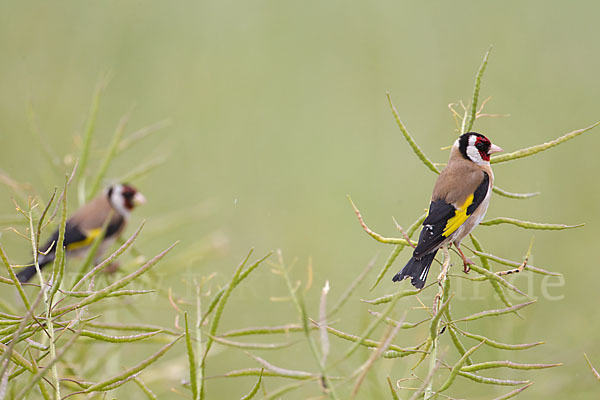 Stieglitz (Carduelis carduelis)