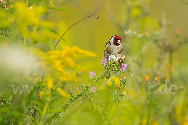 Stieglitz (Carduelis carduelis)