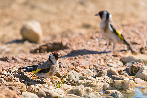 Stieglitz (Carduelis carduelis)