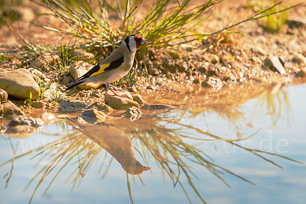 Stieglitz (Carduelis carduelis)