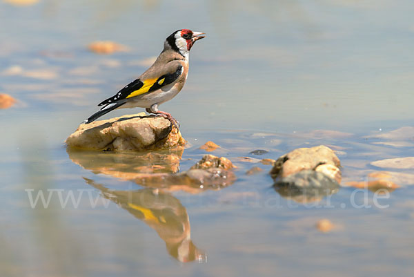 Stieglitz (Carduelis carduelis)