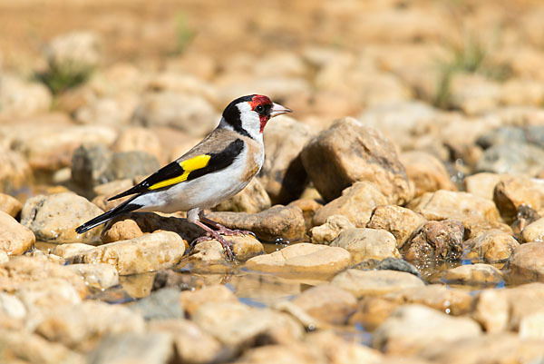 Stieglitz (Carduelis carduelis)