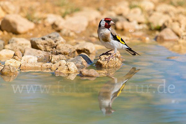 Stieglitz (Carduelis carduelis)