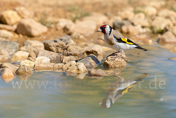 Stieglitz (Carduelis carduelis)