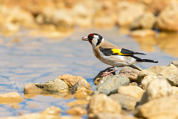 Stieglitz (Carduelis carduelis)