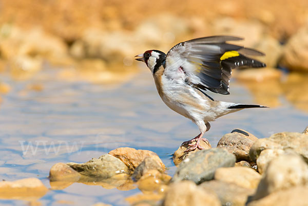 Stieglitz (Carduelis carduelis)