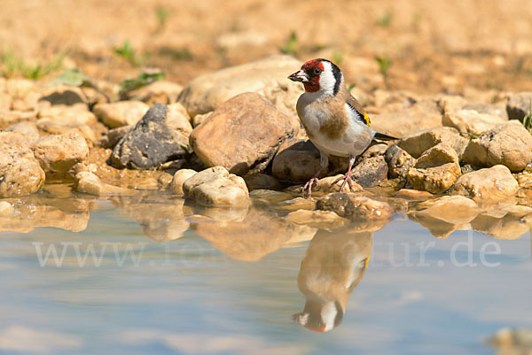 Stieglitz (Carduelis carduelis)