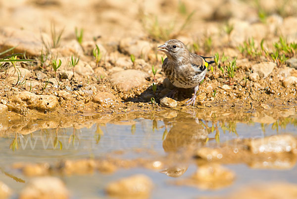 Stieglitz (Carduelis carduelis)