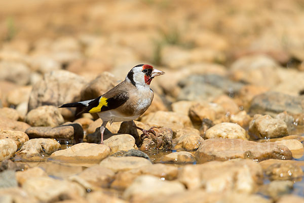 Stieglitz (Carduelis carduelis)