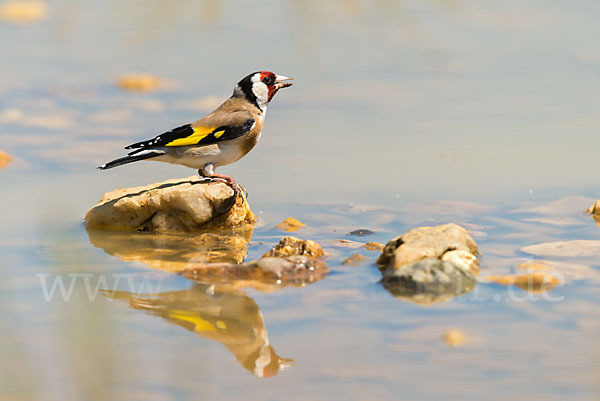 Stieglitz (Carduelis carduelis)