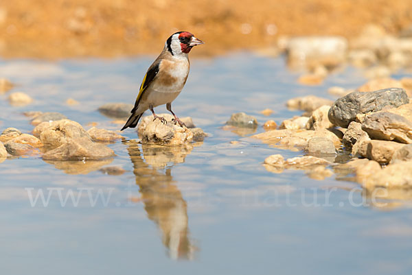 Stieglitz (Carduelis carduelis)