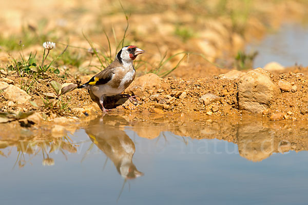 Stieglitz (Carduelis carduelis)