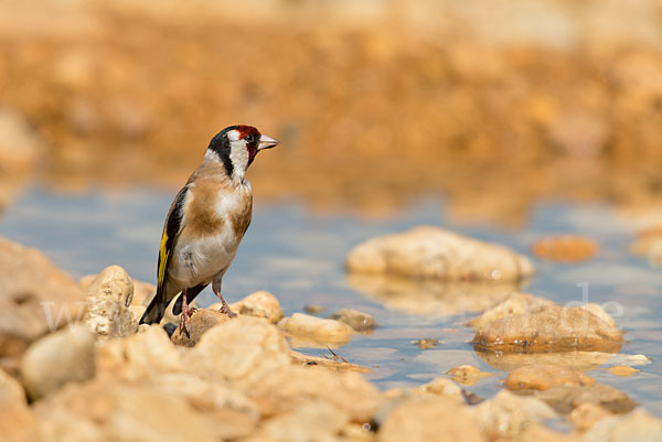 Stieglitz (Carduelis carduelis)