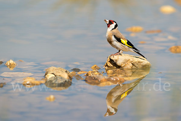 Stieglitz (Carduelis carduelis)