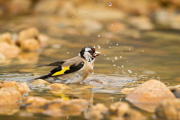 Stieglitz (Carduelis carduelis)