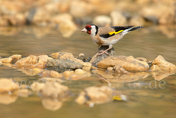 Stieglitz (Carduelis carduelis)