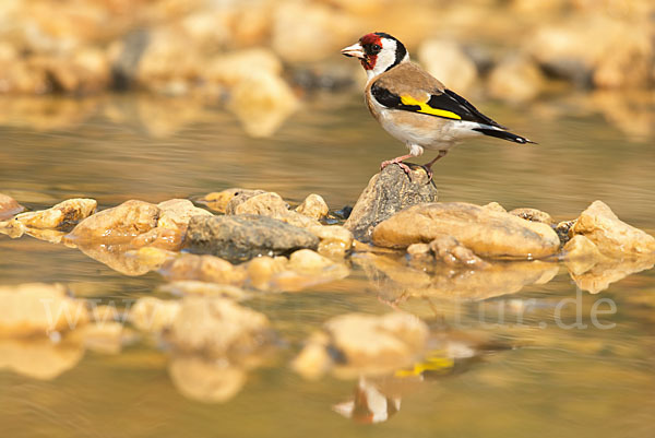 Stieglitz (Carduelis carduelis)