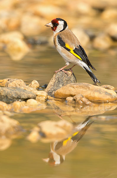 Stieglitz (Carduelis carduelis)