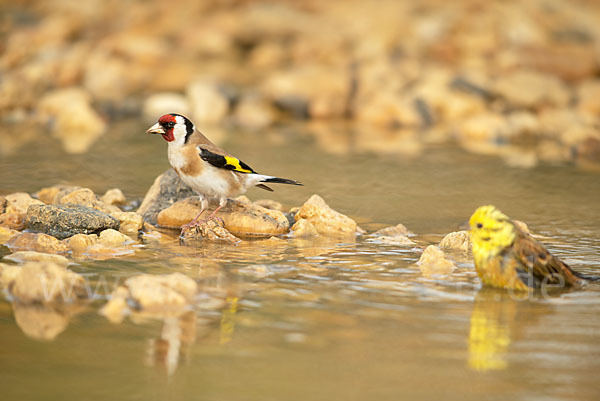 Stieglitz (Carduelis carduelis)