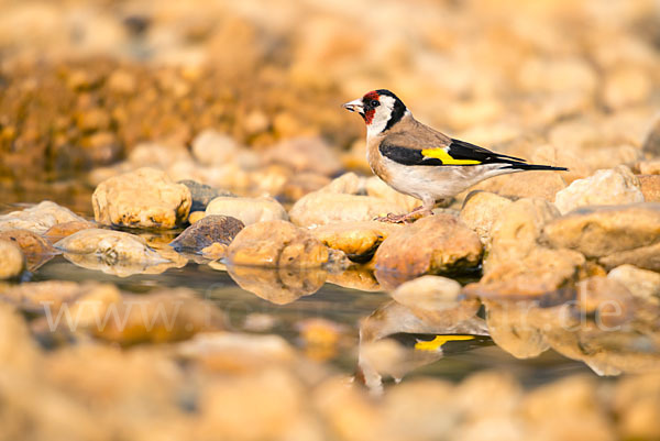 Stieglitz (Carduelis carduelis)