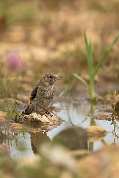 Stieglitz (Carduelis carduelis)