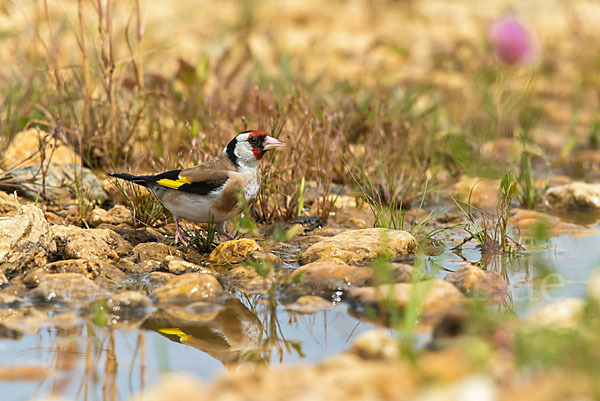 Stieglitz (Carduelis carduelis)