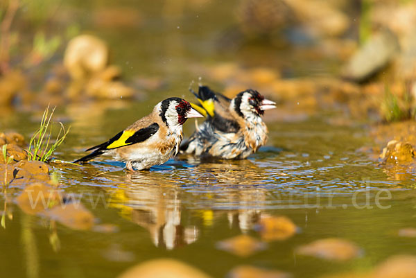 Stieglitz (Carduelis carduelis)