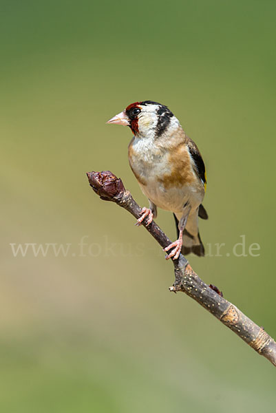 Stieglitz (Carduelis carduelis)