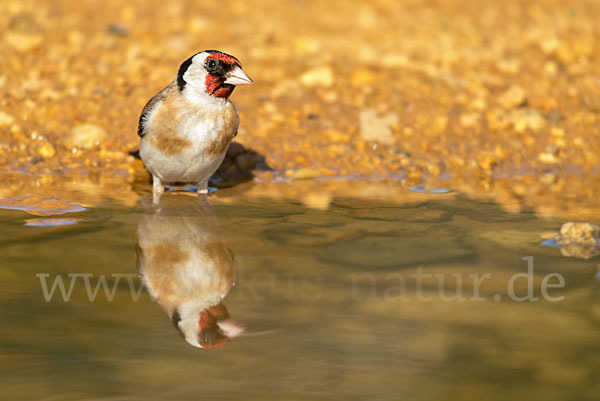 Stieglitz (Carduelis carduelis)