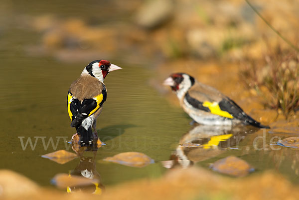 Stieglitz (Carduelis carduelis)