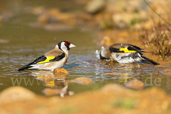 Stieglitz (Carduelis carduelis)