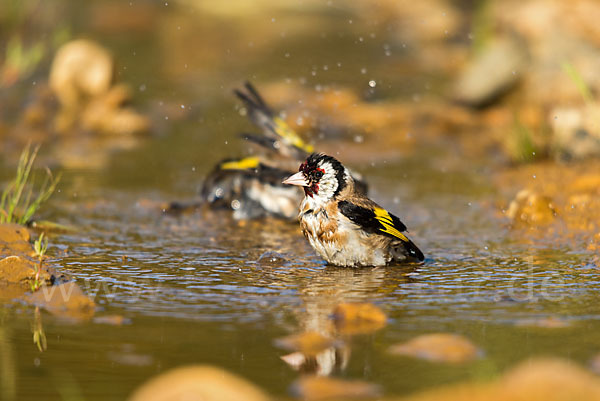 Stieglitz (Carduelis carduelis)