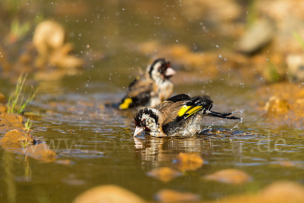 Stieglitz (Carduelis carduelis)