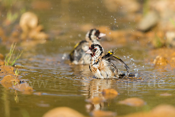 Stieglitz (Carduelis carduelis)