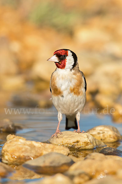 Stieglitz (Carduelis carduelis)