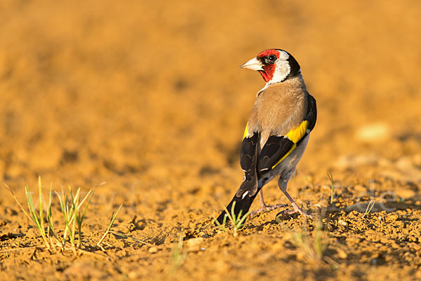 Stieglitz (Carduelis carduelis)