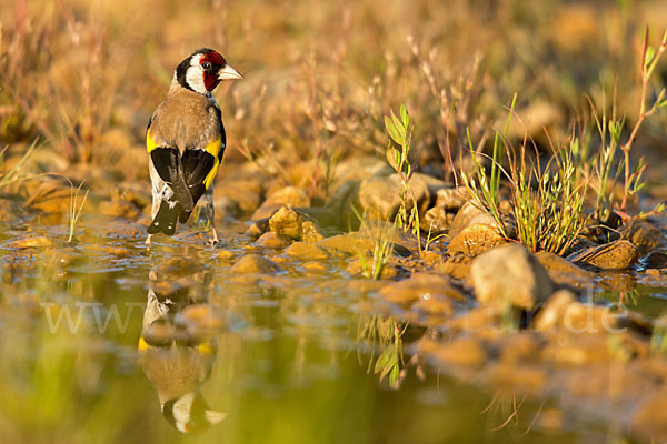 Stieglitz (Carduelis carduelis)