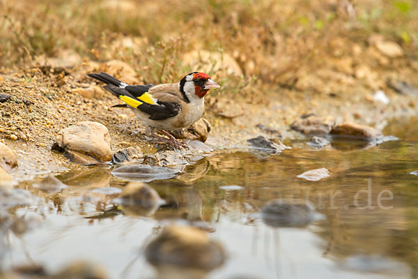 Stieglitz (Carduelis carduelis)