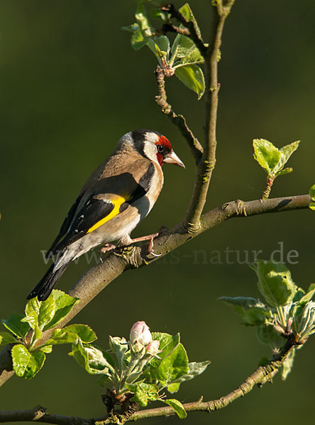 Stieglitz (Carduelis carduelis)