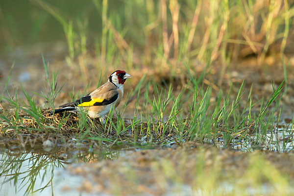 Stieglitz (Carduelis carduelis)